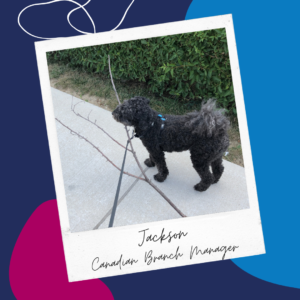 A snapshot of a mini black poodle carrying a branch that's twice as long as he is. Captioned with "Jackson, Canadian Branch Manager"