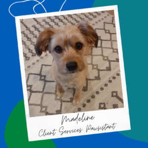 Image of a sandy Yorkie-Shih Tzu mix sitting while looking directly at the camera. Text under the image reads "Madeline: Client Services Pawsistent"