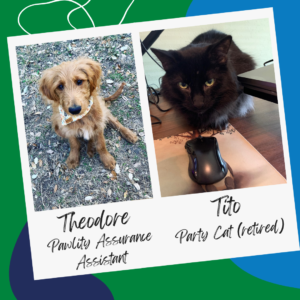 Photo of a goldendoodle (mostly golden) puppy sitting nicely, captioned "Theodore: Pawlity Assurance Assistant"; photo of a fluffy black cat in loaf form on a computer desk, captioned "Tito: Party Cat (retired)"